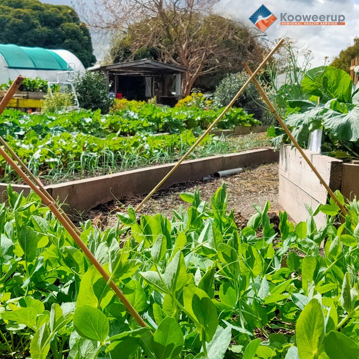 Lush vegetables gardens
