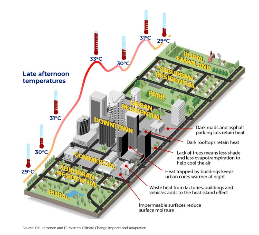 Image of the urban heat island effect and the difference in temperature between rural and urban settings. Lack of trees and density of hard surfaces contributes to higher temperature in an urban setting. 